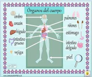 yapboz İspanyolca insan vücudundaki organların
